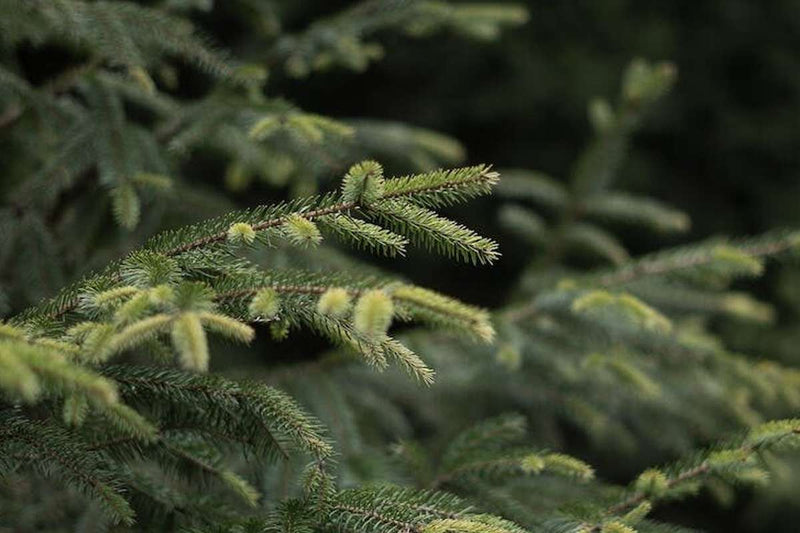 De ultieme gids: Welke kerstboom past bij jou?