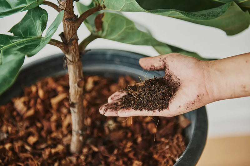 Wat is de beste potgrond voor kamerplanten?