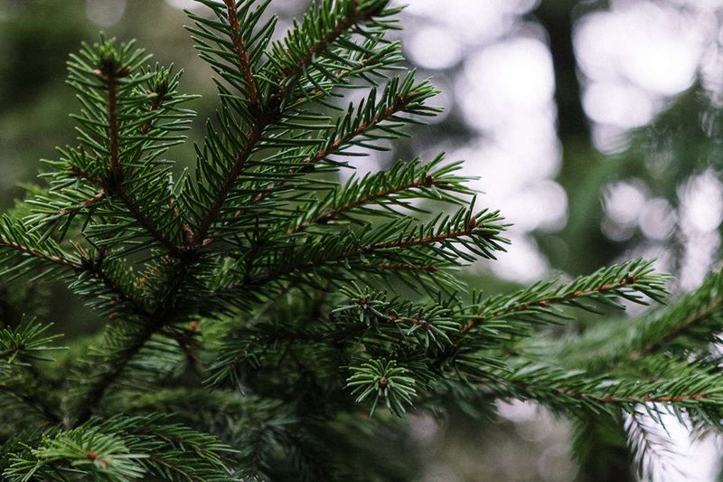 Kerstboom verpotten in 4 stappen