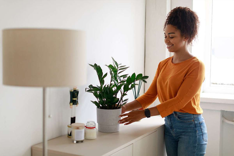 5 makkelijke kamerplanten
