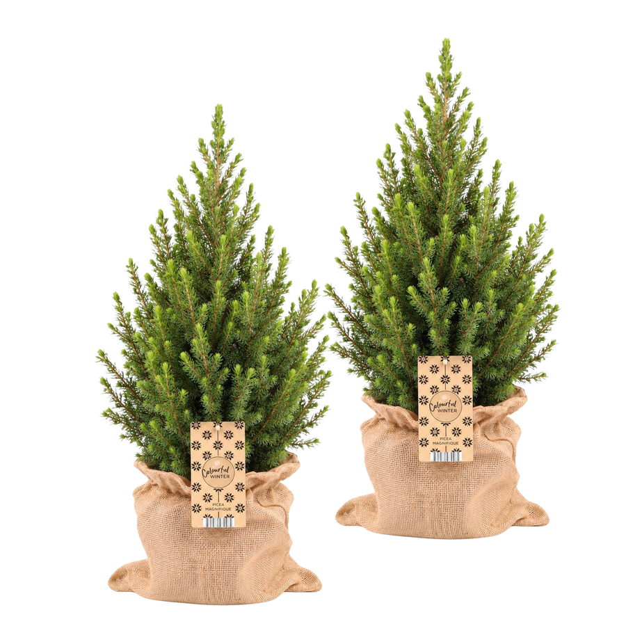 Wintermaatjes in Jute