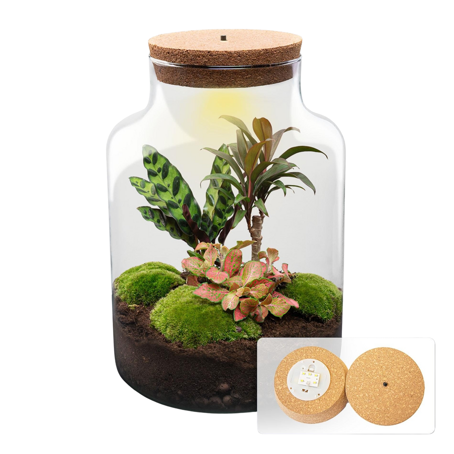 De Palmlezer