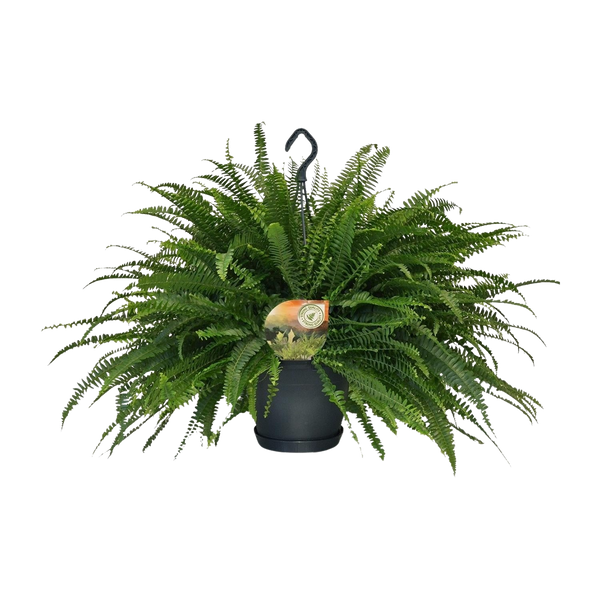 Groene Dame