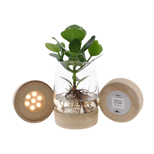 Lichtpuntje