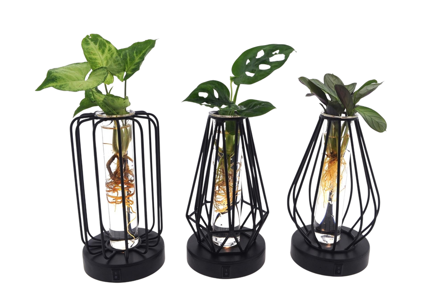 Drie Lichtjes