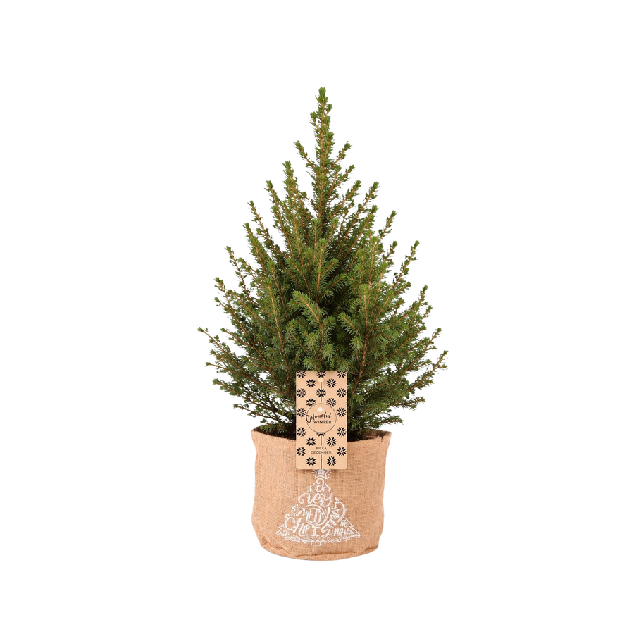 Wintermaatje in Jute