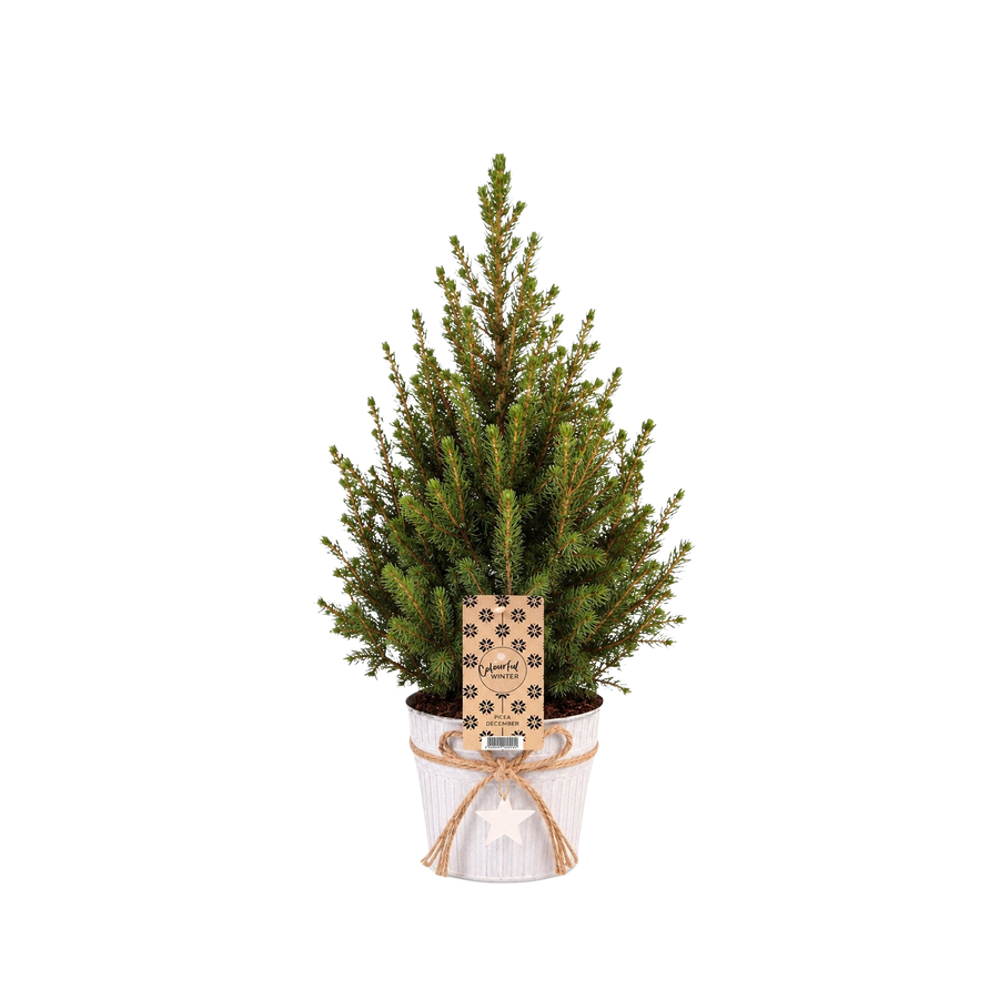 Het Wintermaatje in zink