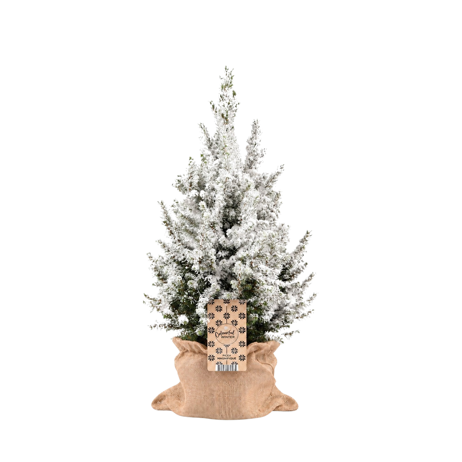 Het Sneeuwmaatje Groot