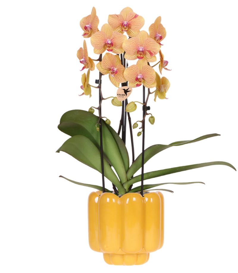 Gele orchidee in gele sierpot