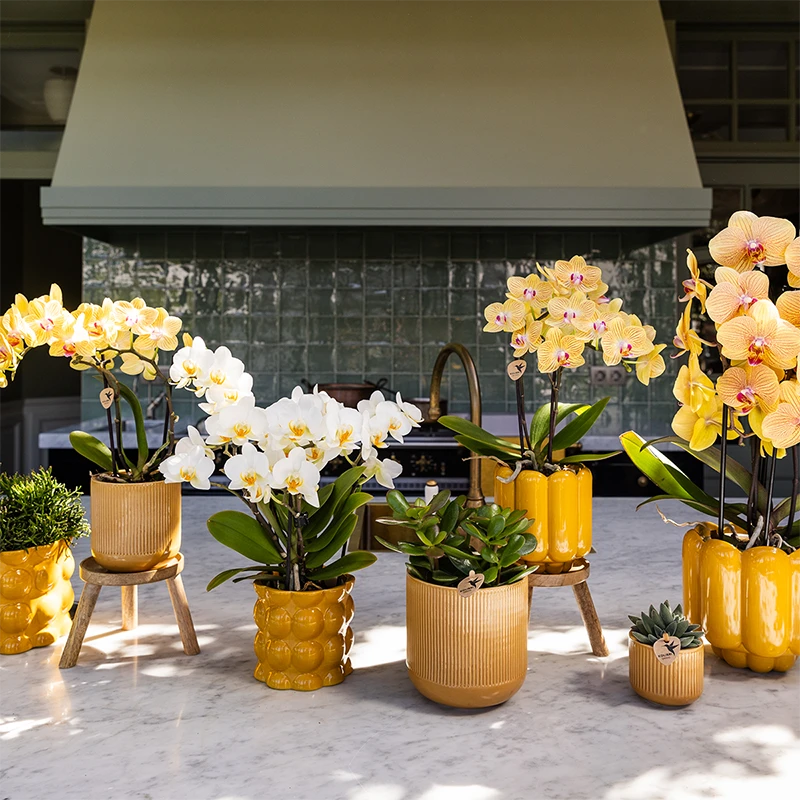 Gele en witte orchideeën in gele potten op een marmeren aanrecht