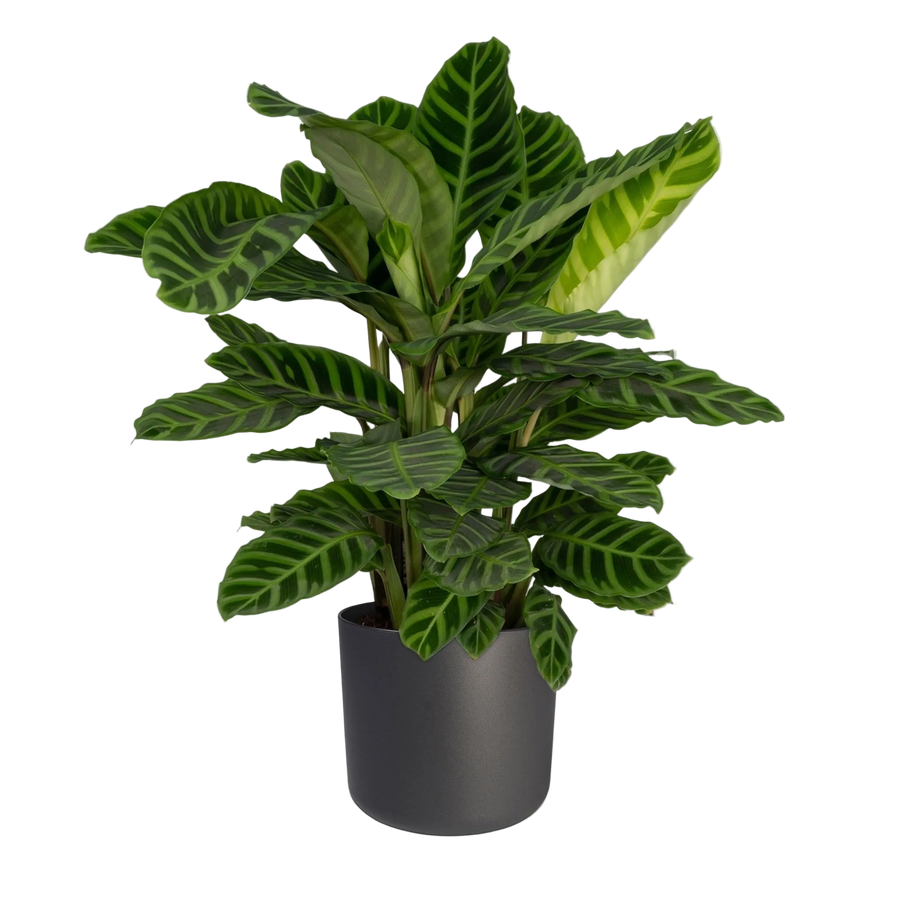 Zebrapad