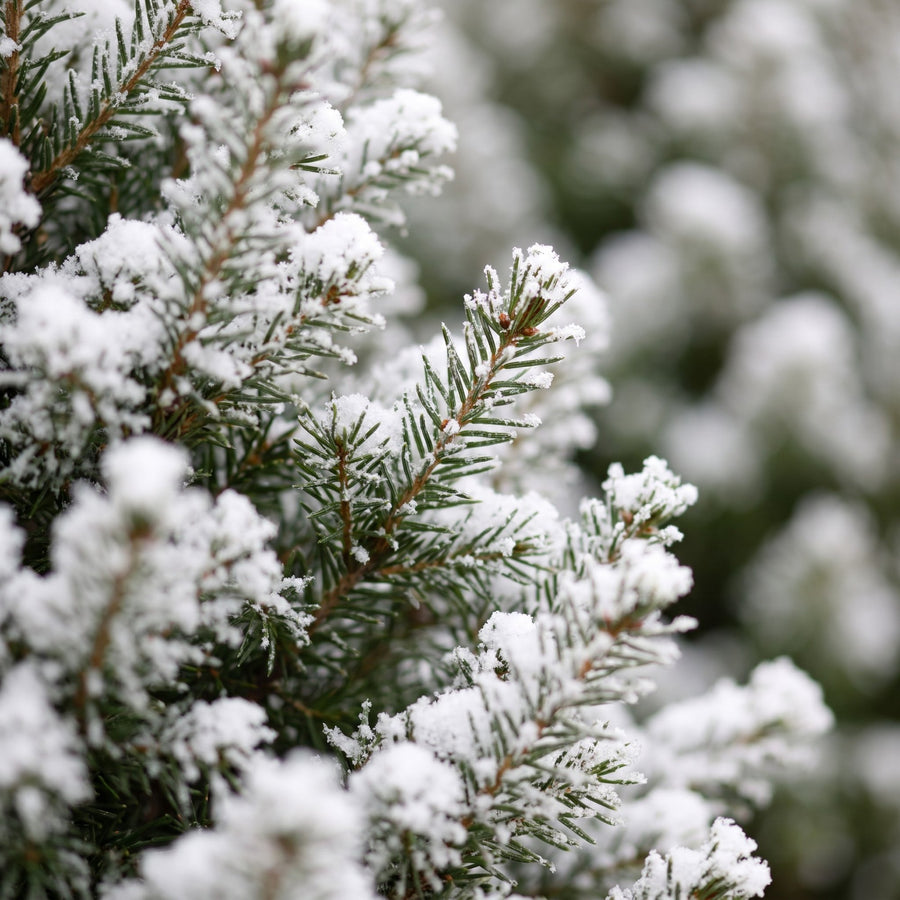Sneeuwmaatjes in Mand