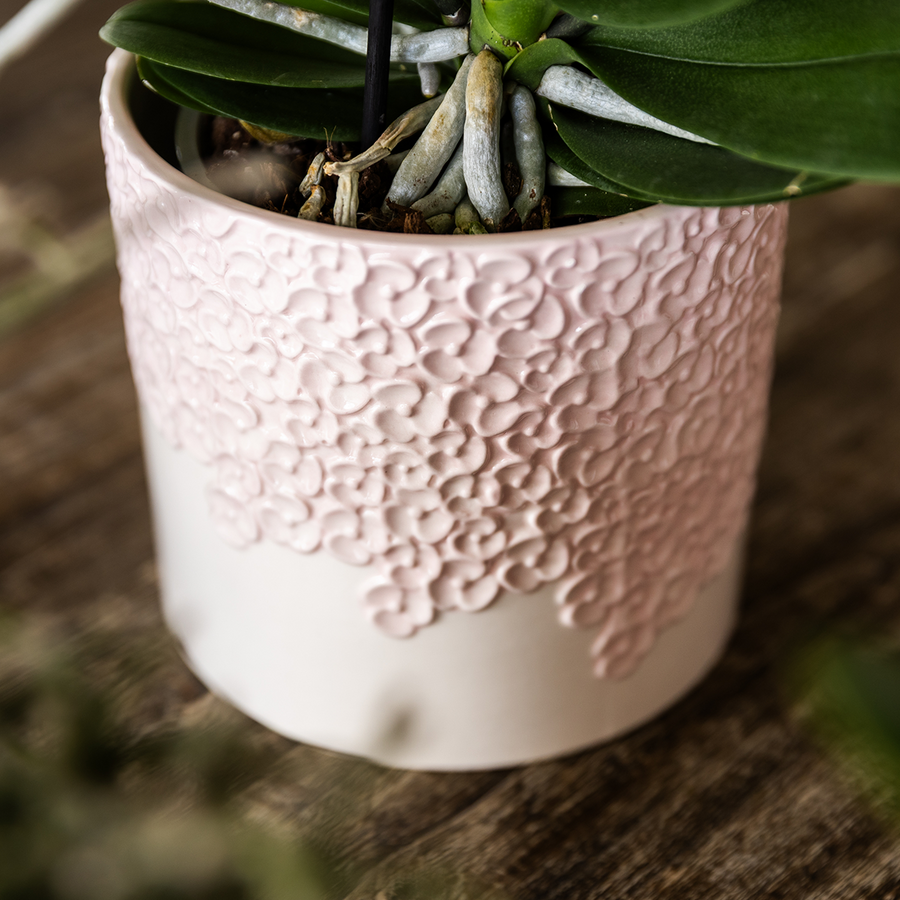 Roze Belofte