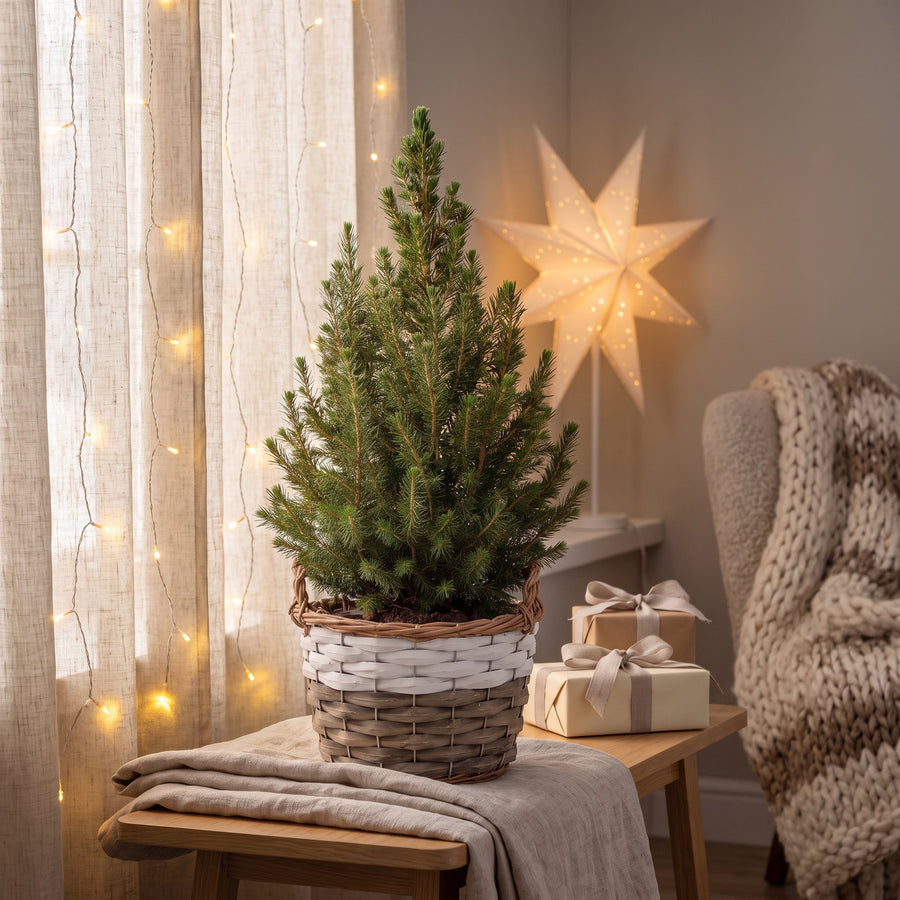 Wintermaatje in Mand