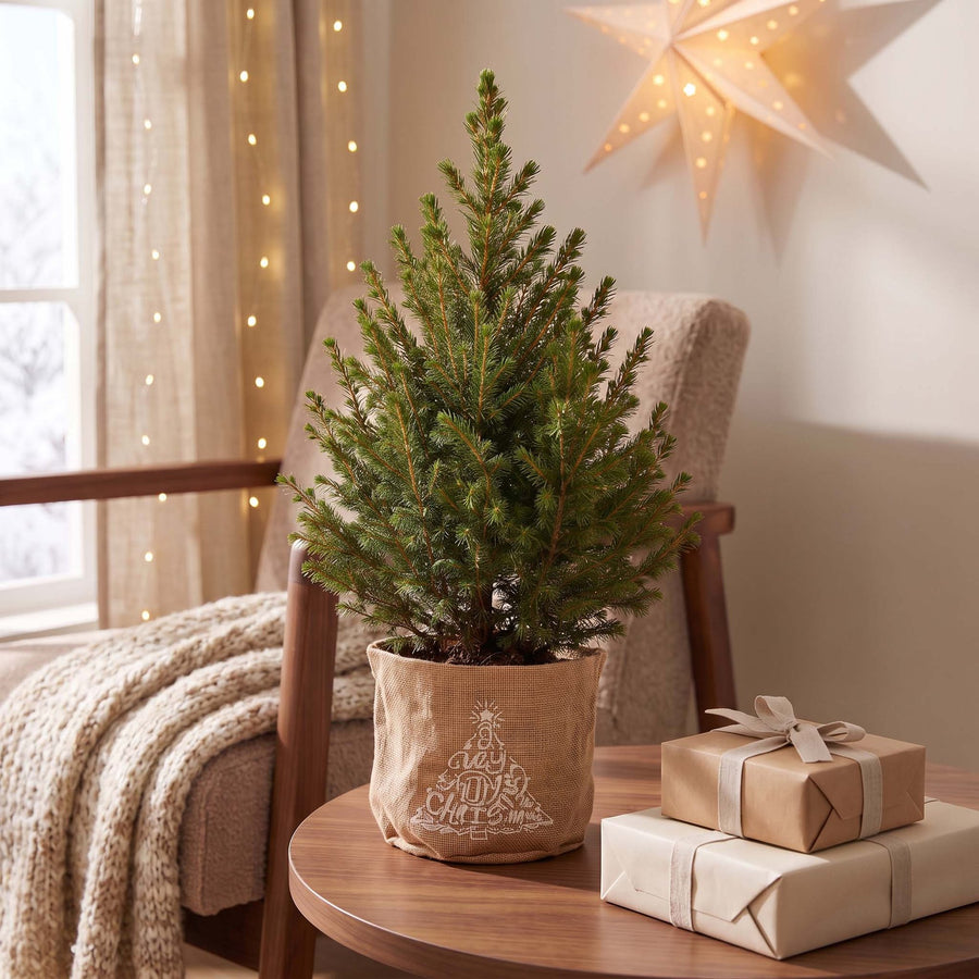 Wintermaatje in Jute