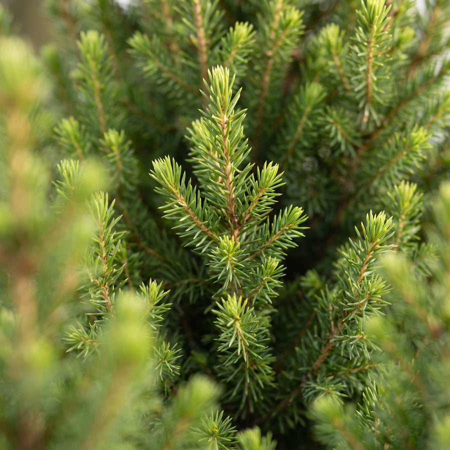 Wintermaatje Groot