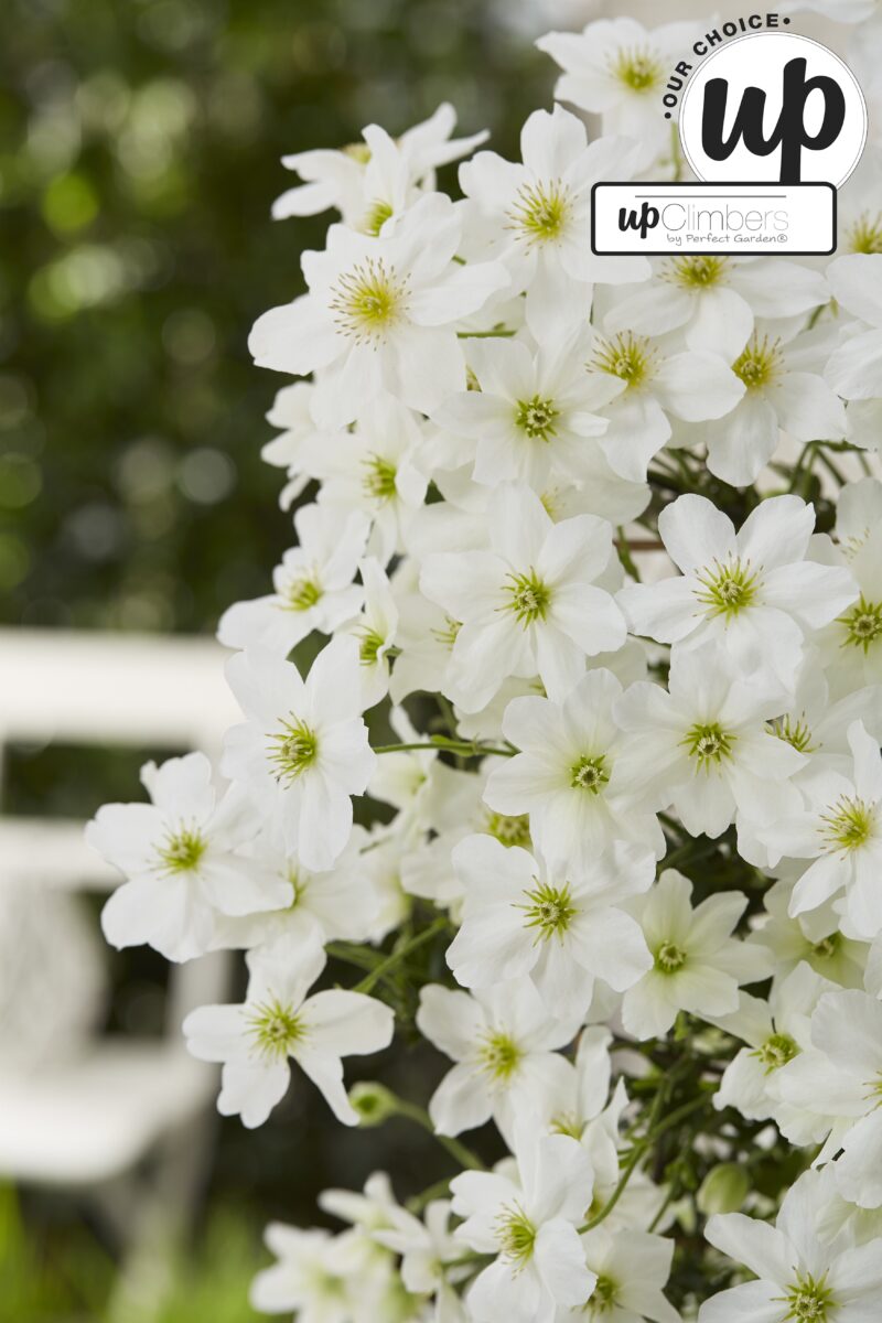 Clematis Avalanche rek