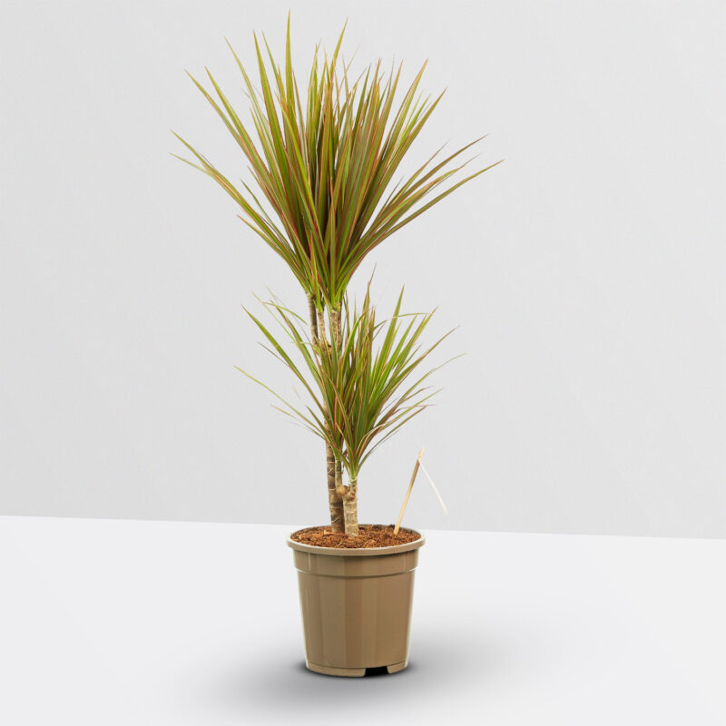 Dracaena Bicolour (Drakenbloedboom) 80cm