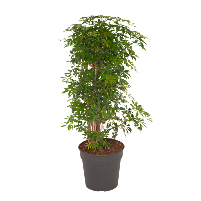 Schefflera Luseana bush
