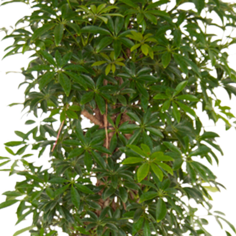 Schefflera Luseana bush