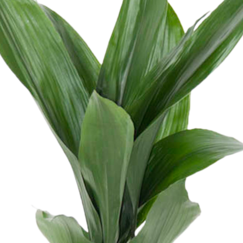 Kwartjesplant (Aspidistra)