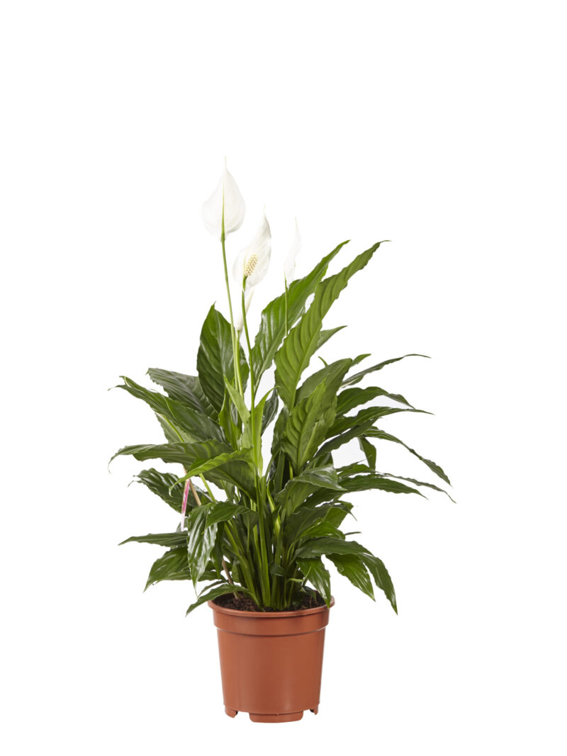 Lepelplant Spathiphyllum Vivaldi