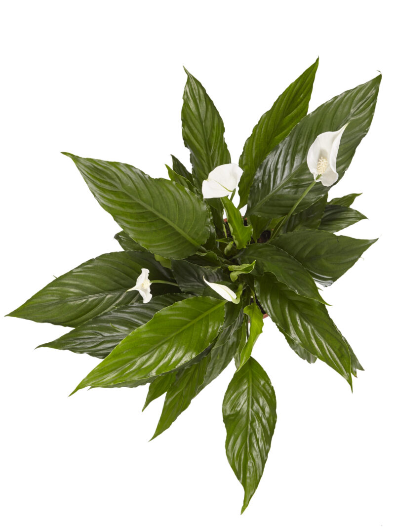 Lepelplant Spathiphyllum Vivaldi