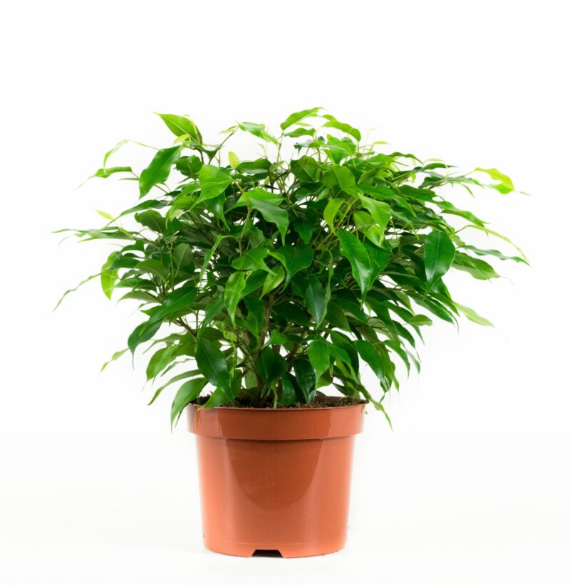 Plantenpakket Dieffenbachia Camilla, Coffea Arabica, Syngonium Podophyllum, Ficus benjamina