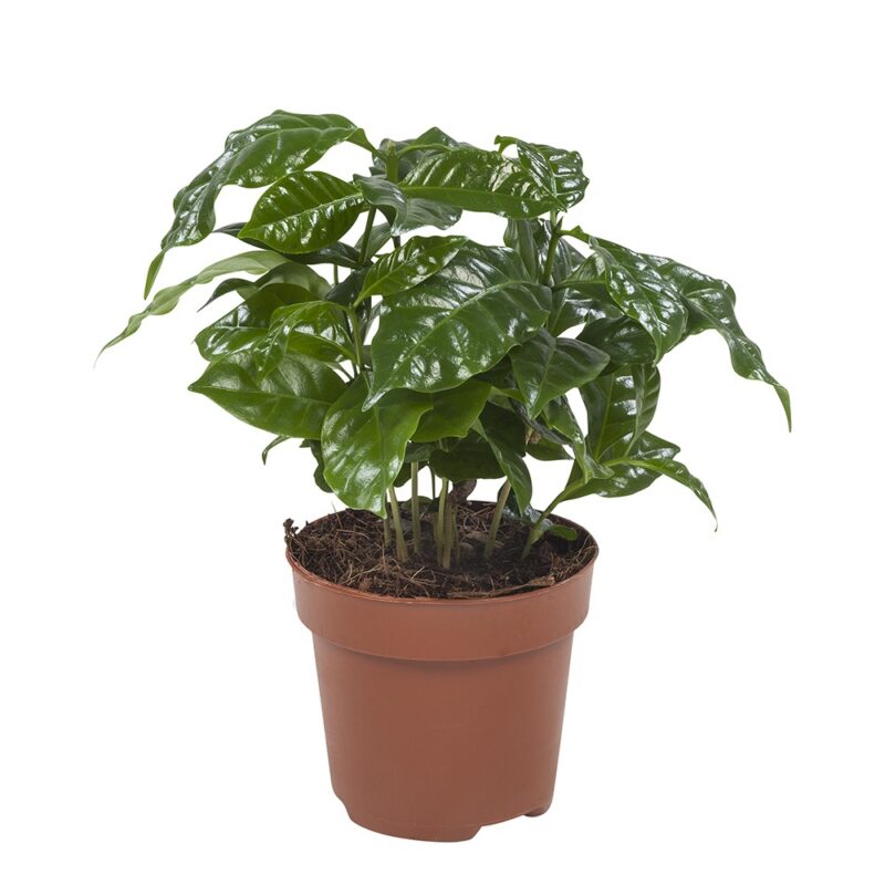 Plantenpakket Dieffenbachia Camilla, Coffea Arabica, Syngonium Podophyllum, Ficus benjamina