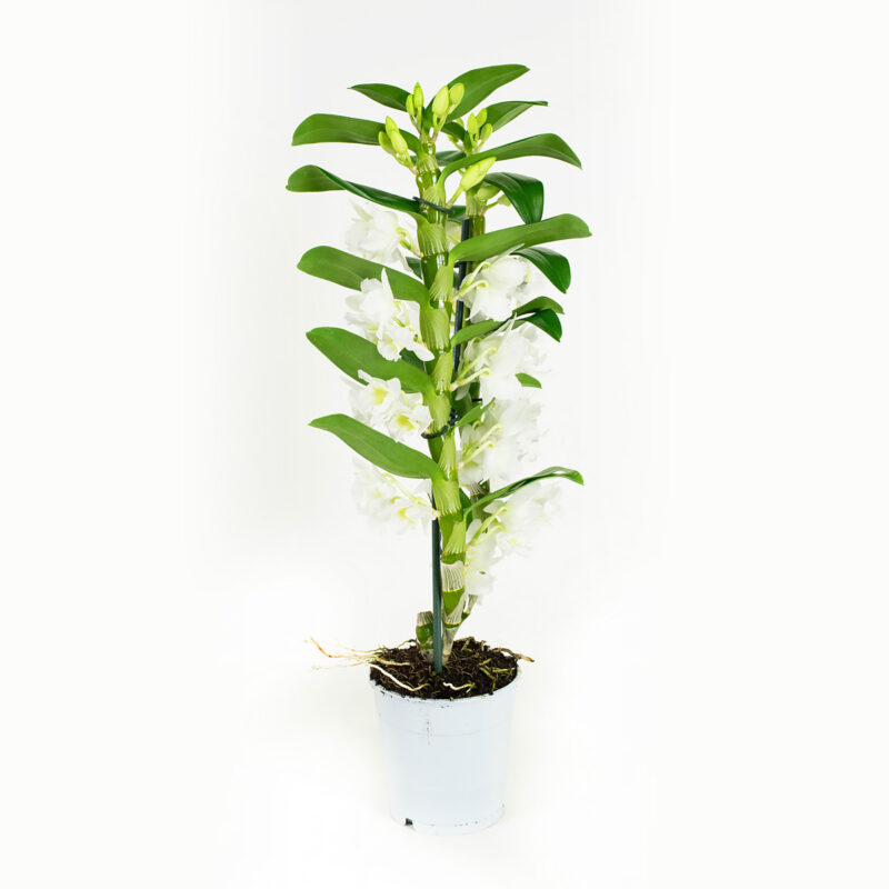 Dendrobium Nobile Apollon 2T