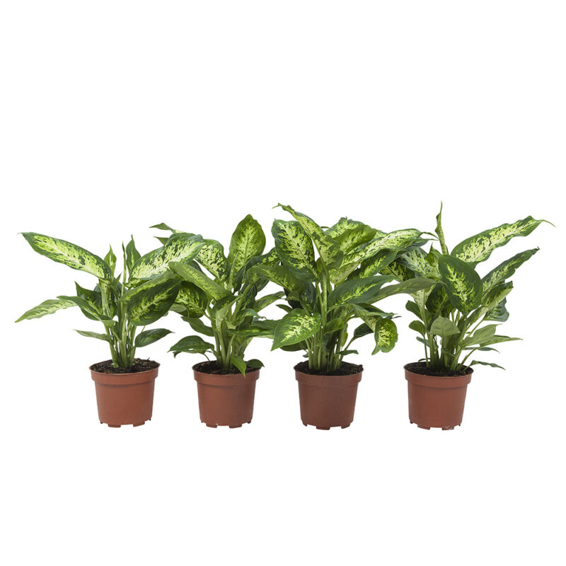 Plantenpakket Dieffenbachia Compacta