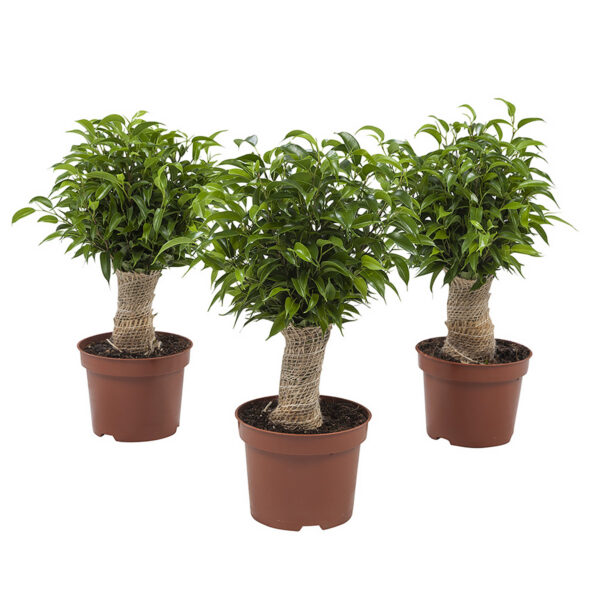 Plantenpakket 3 stuks Ficus Natasja