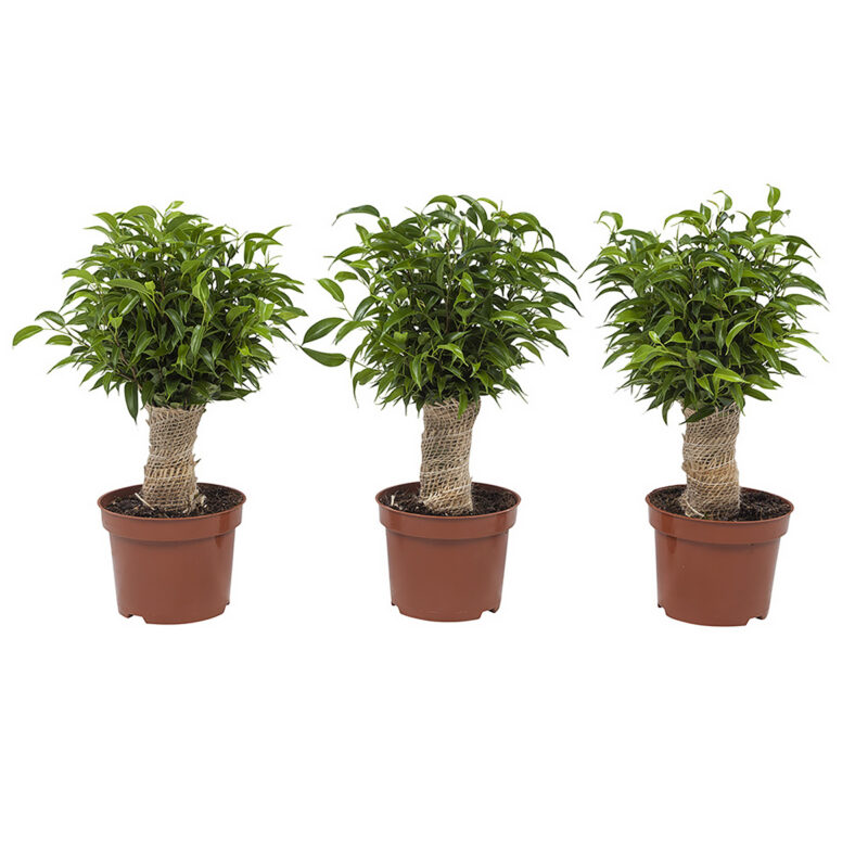 Plantenpakket 3 stuks Ficus Natasja