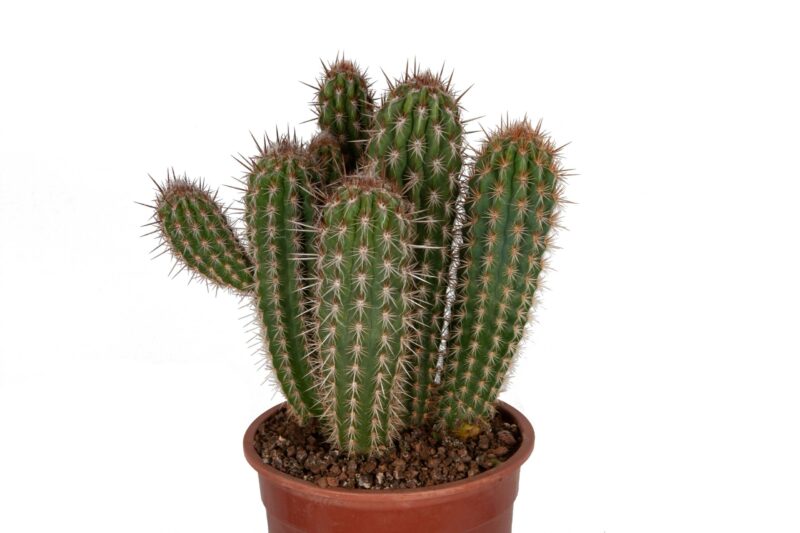 Pilosocereus gounelii