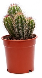 Cactus Pilosocereus pringlei