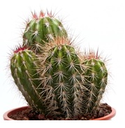 Cactus Pilosocereus pringlei