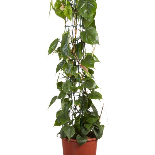 Philodendron scandens (Sweetheart Plant)