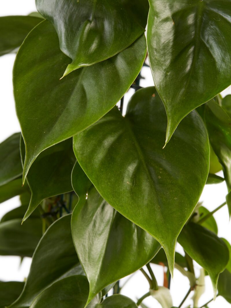 Philodendron scandens (Sweetheart Plant)