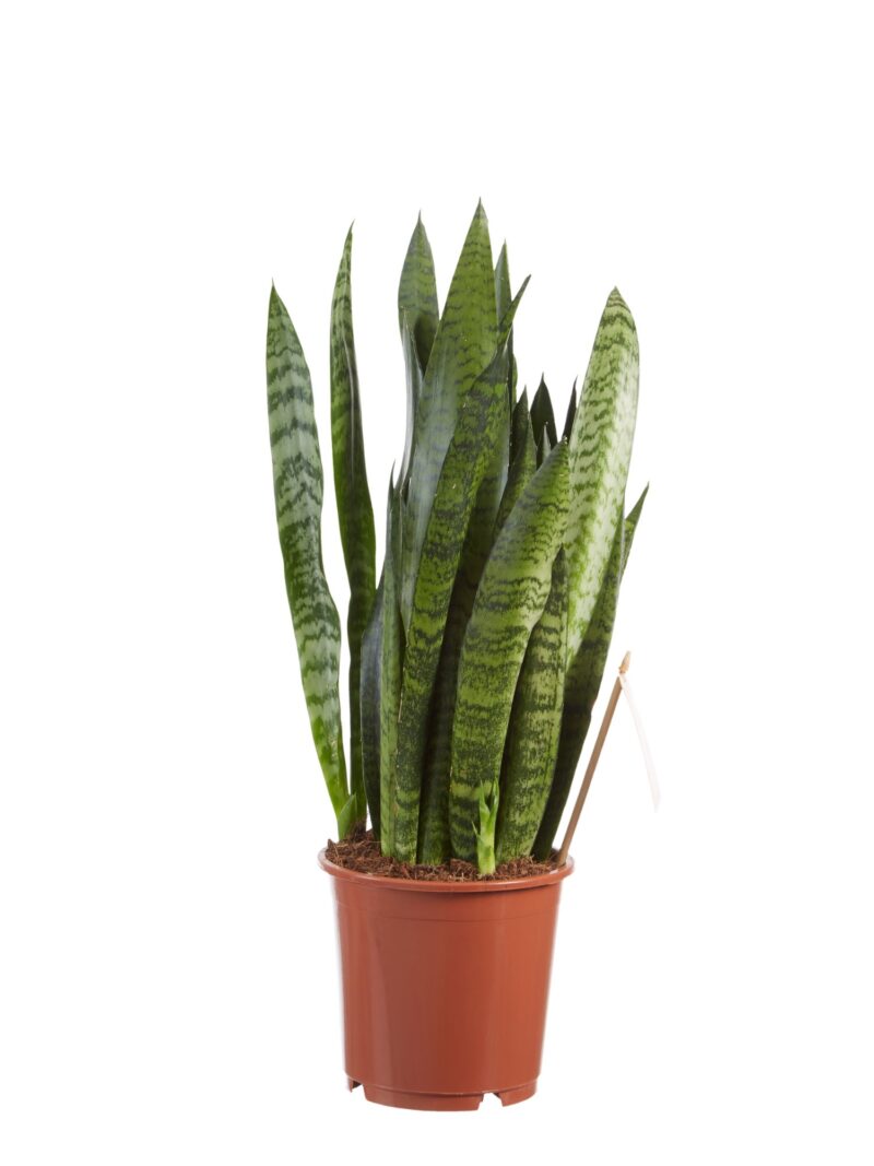 Sanseveria, vrouwentong