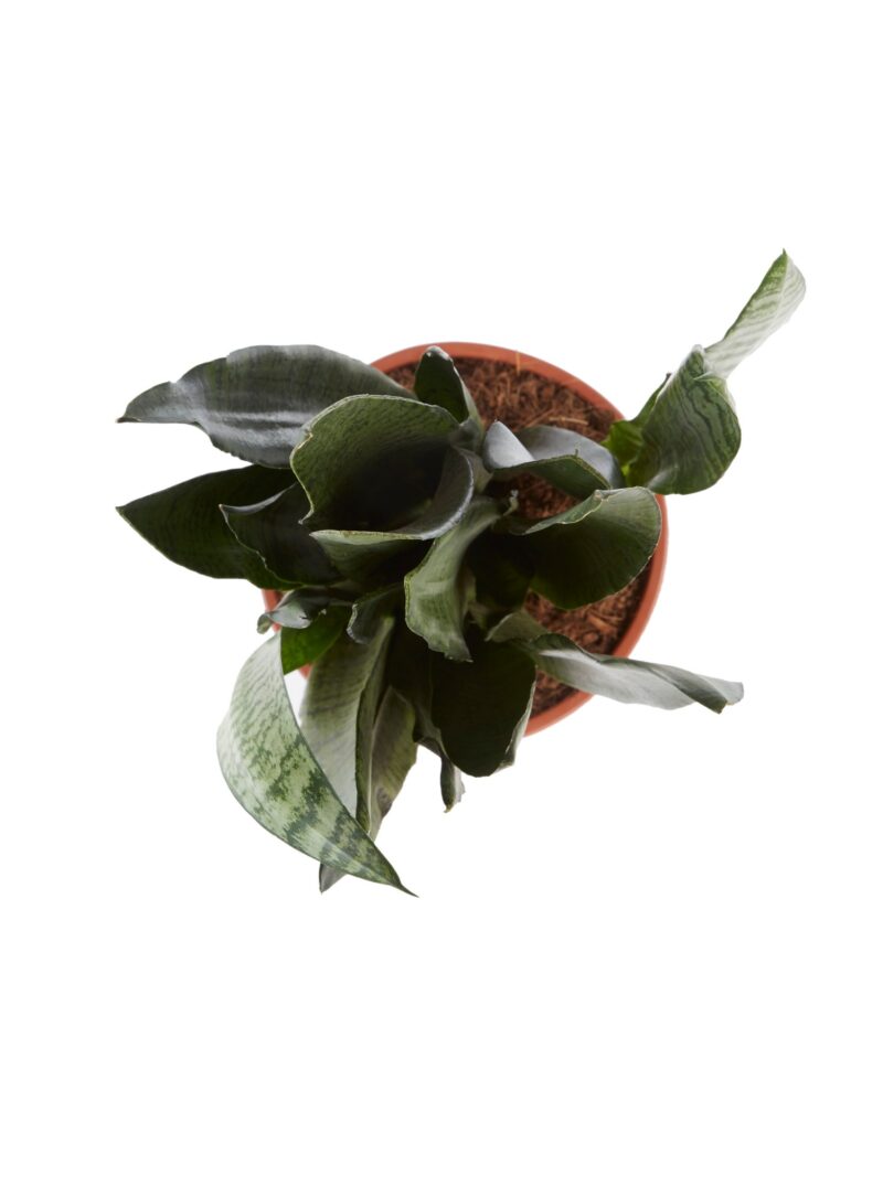 Sanseveria Zeylanica (Vrouwentong) 50cm