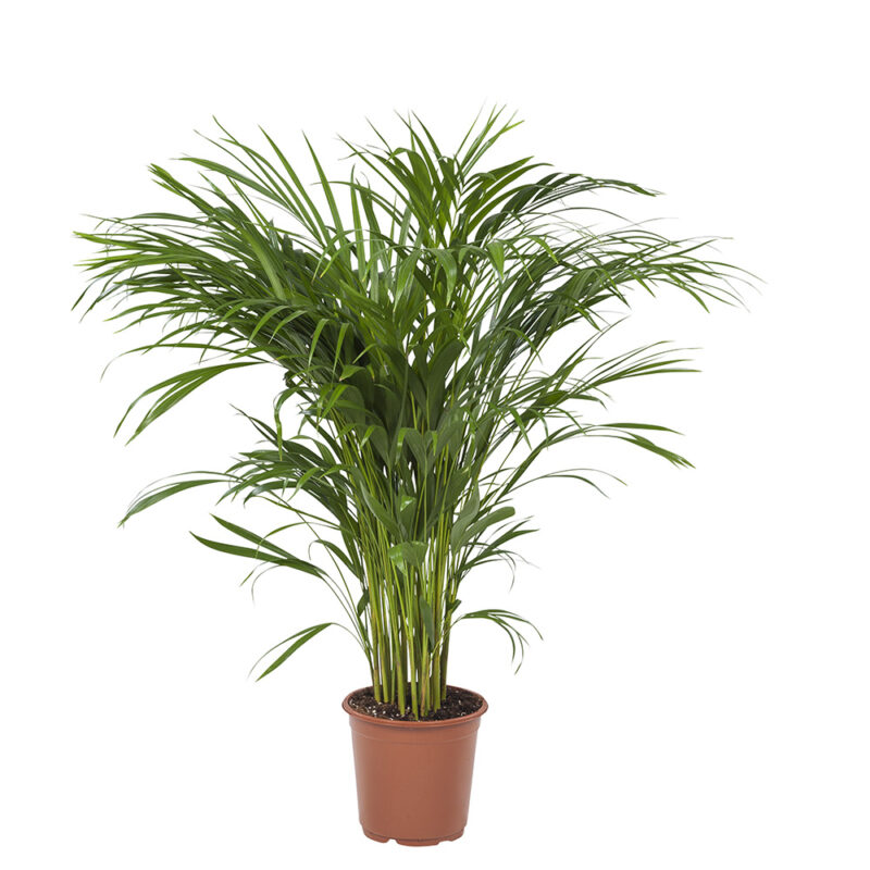 Areca / Dypsis Palm