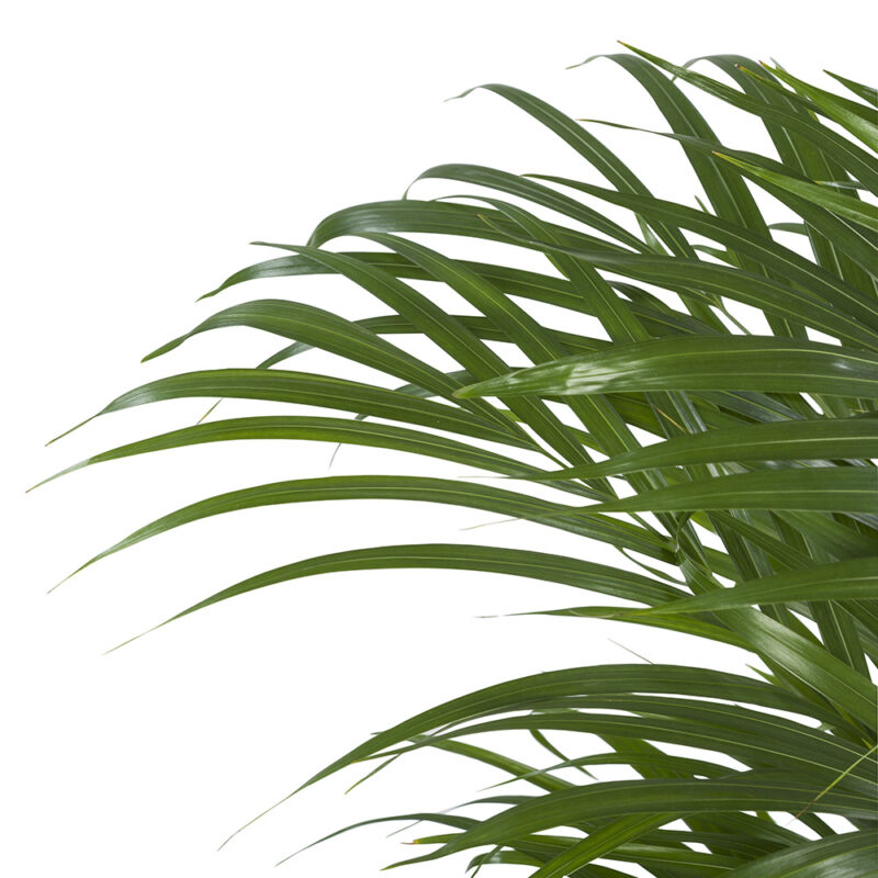 Areca / Dypsis Palm