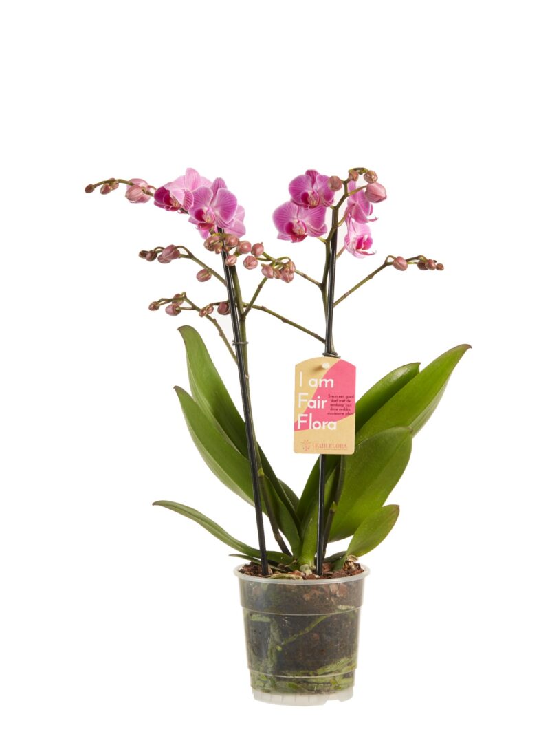 Plantenpakket Phalaenopsis multiflora gemengd