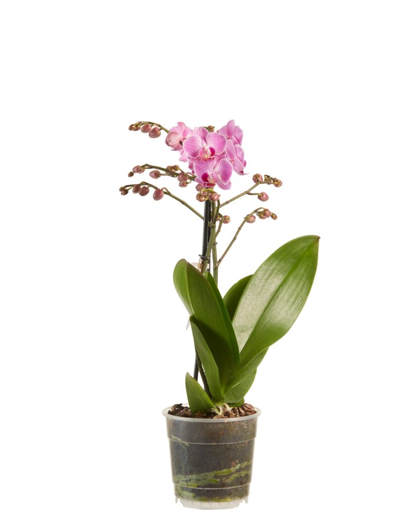 Phalaenopsis multiflora