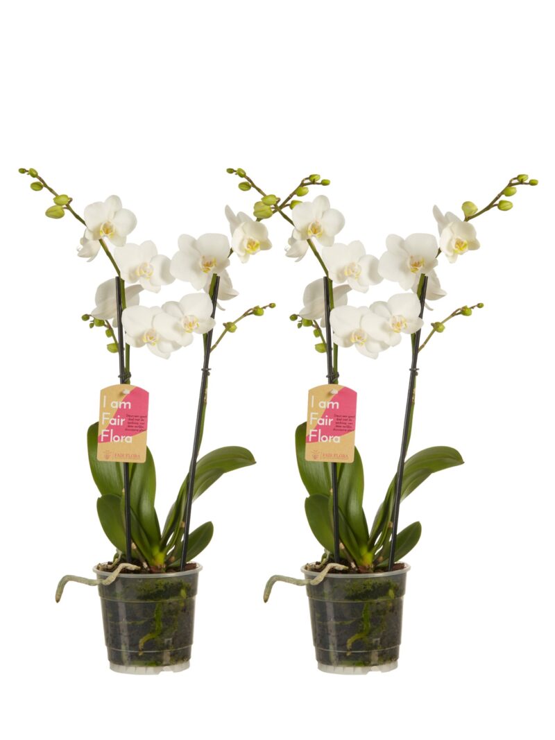 Phalaenopsis multiflora