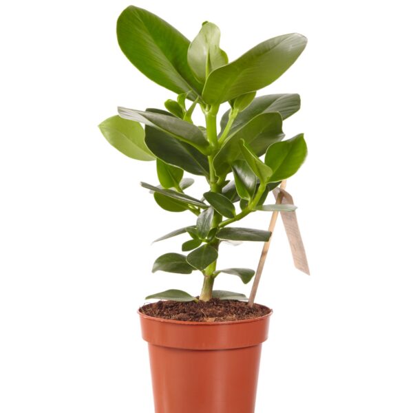 Clusia rosea Princess 35cm