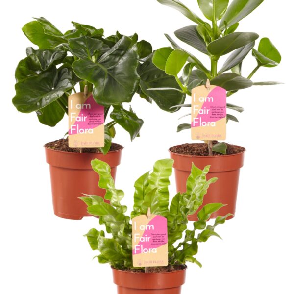Plantenpakket Clear The Air - Clusia, Asplenium, Philodendron