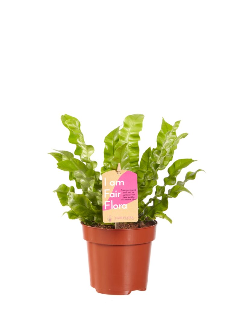 Plantenpakket Clear The Air - Clusia, Asplenium, Philodendron