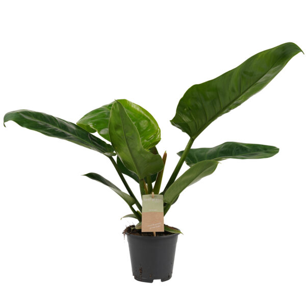 Philodendron Imperial Green Feel Green