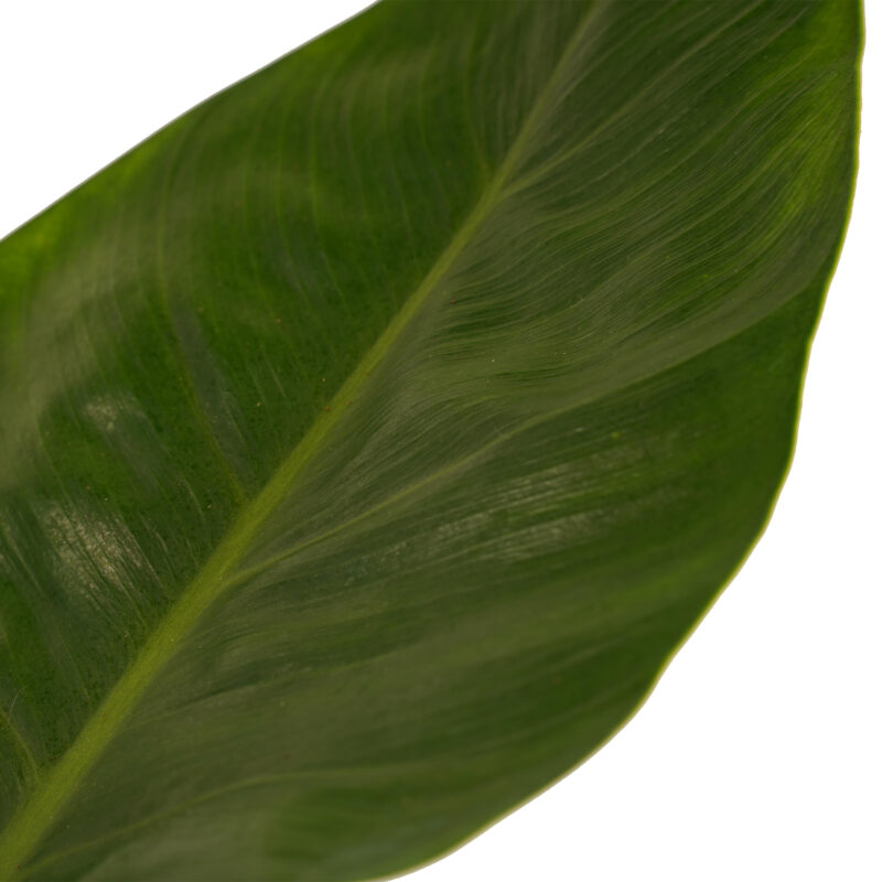 Philodendron Imperial Green Feel Green met Elho B.for soft antracite